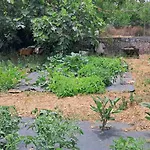 Traditional House With Fresh Vegetables Garden *