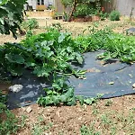 Traditional House With Fresh Vegetables Garden