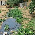Traditional House With Fresh Vegetables Garden *