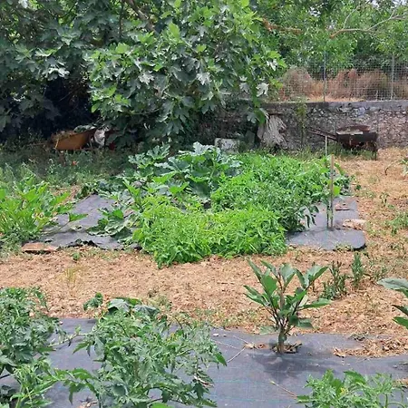 Traditional House With Fresh Vegetables Garden *