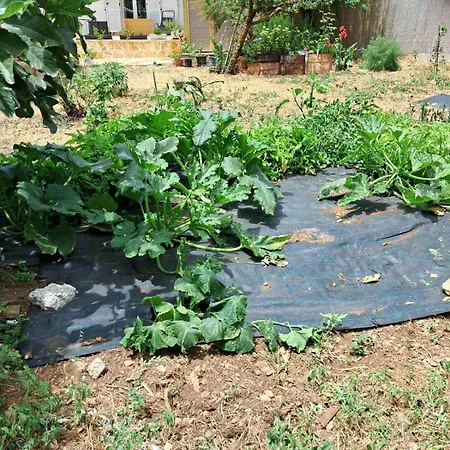 Traditional House With Fresh Vegetables Garden