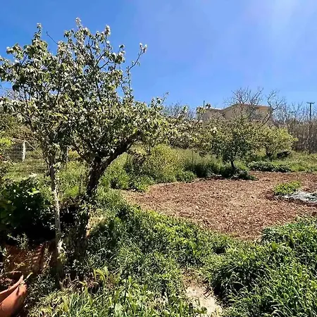 Traditional House With Fresh Vegetables Garden 度假居 Pigadhákia