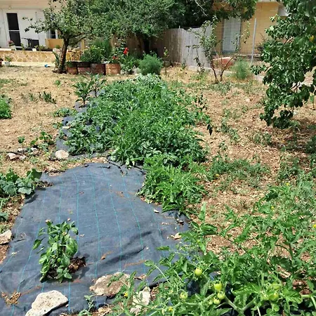 Traditional House With Fresh Vegetables Garden *
